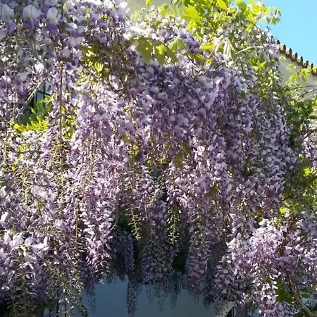 Casa Domingo Bed and breakfast